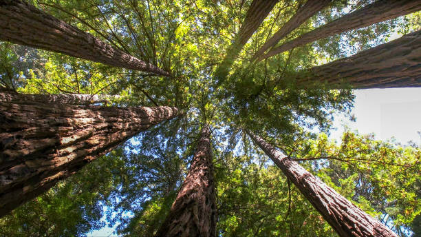 How Our Tree Care Process Works  in  New York Mills, NY