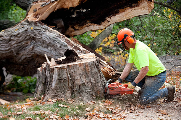 Best Commercial Tree Services  in New York Mills, NY