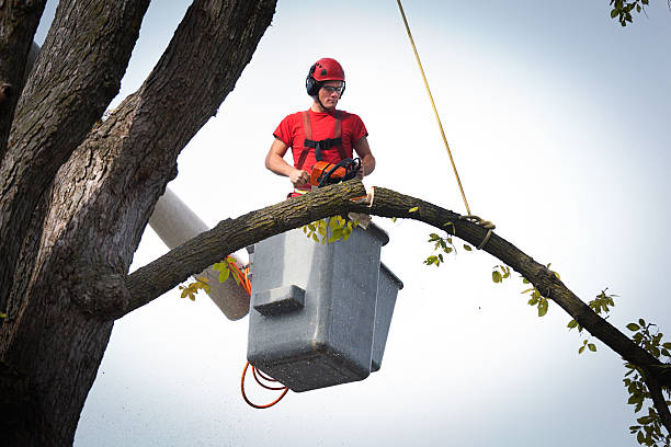 Reliable New York Mills, NY Tree Removal Solutions