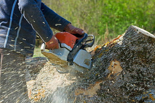 Best Tree Health Inspection  in New York Mills, NY
