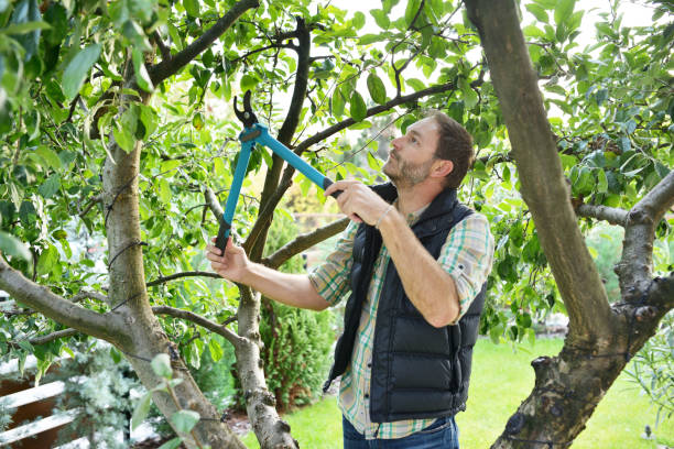 Best Tree Risk Assessment  in New York Mills, NY